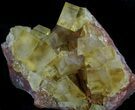 Lustrous, Yellow Cubic Fluorite Crystals - Morocco #37479-2